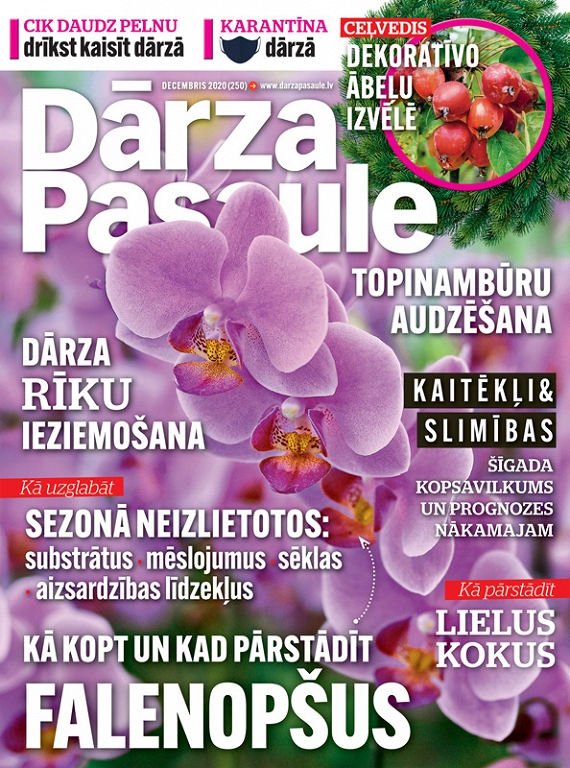 Dārza Pasaule, decembris 2020