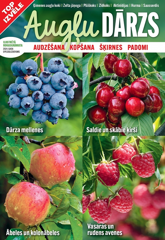 Augļu dārzs 2024